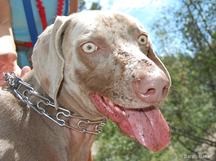 muddy face