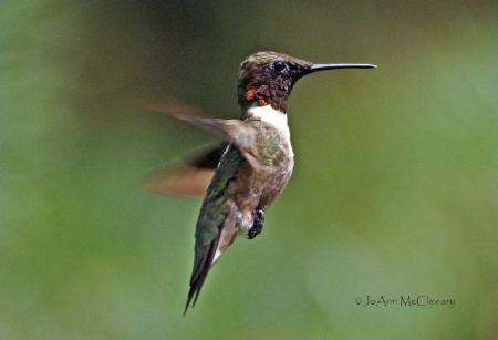 Immature Ruby-Throated Hummingbird-male