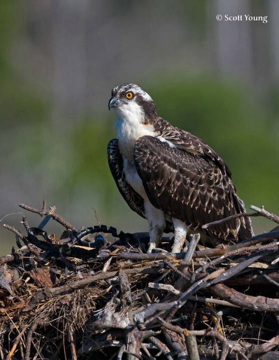 Osprey Chick Two, Poquoson, VA - ID: 6647588 © Richard S. Young