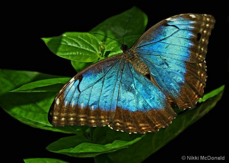 Blue Morpho