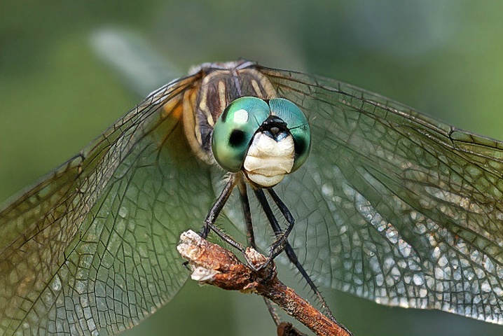 Dragonfly - ID: 6653600 © Laurie Daily