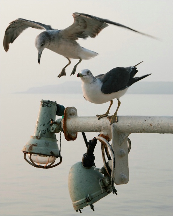 Gulls Off Sado Island, Japan
