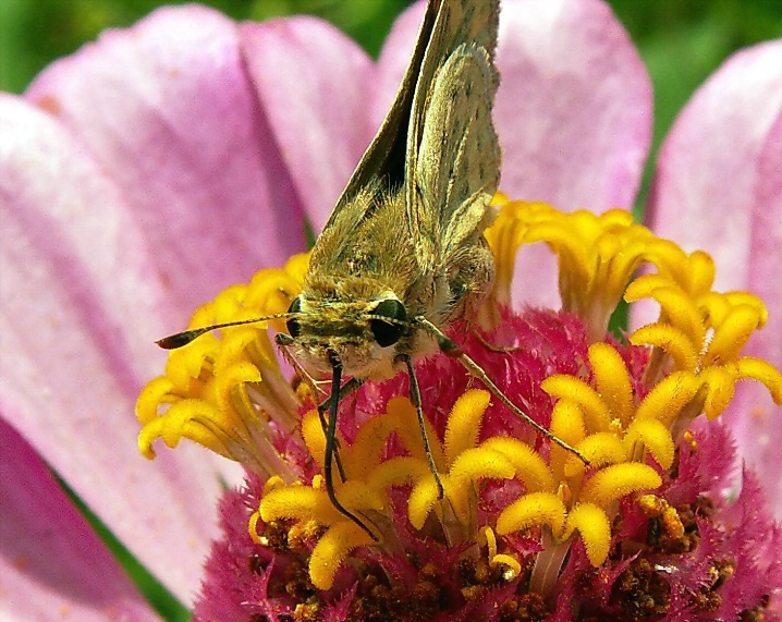 Firey Skipper