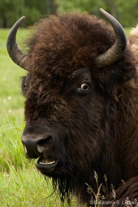 Portrait of a Buffalo