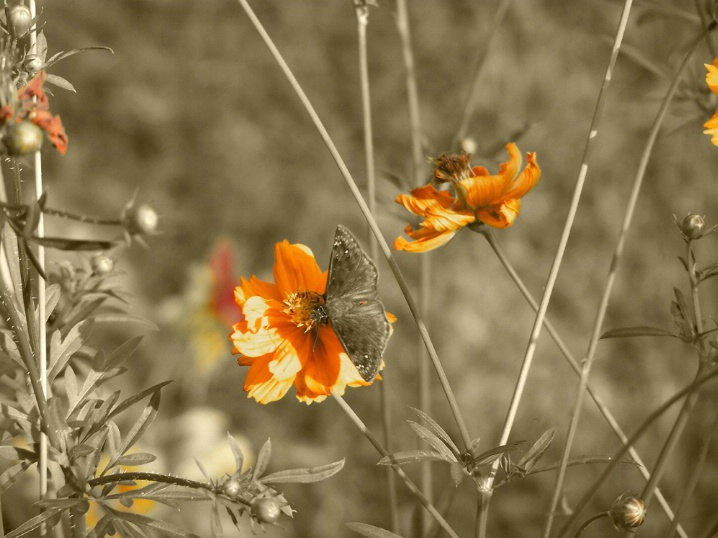 Butterfly-Flowers II Sepia