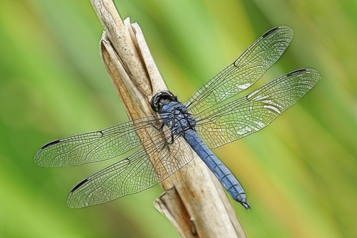 Touchdown - ID: 6659339 © Laurie Daily