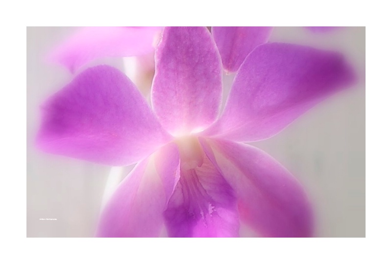 Orchid in a haze