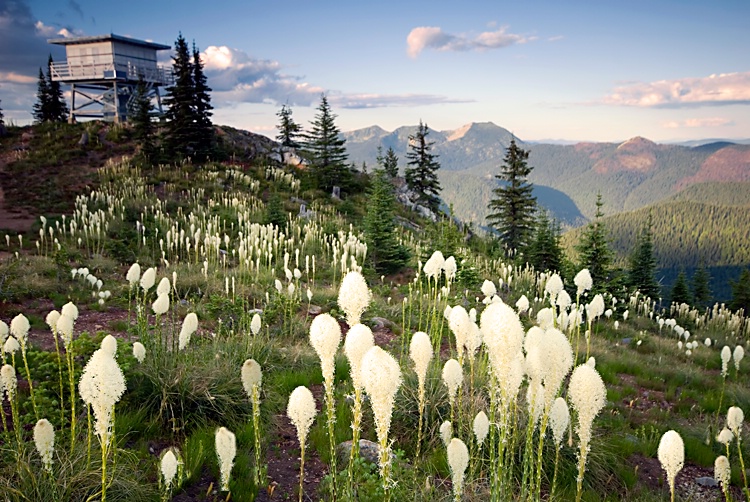 Bear grass on Salmo Mountain