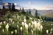 Bear grass on Sal...
