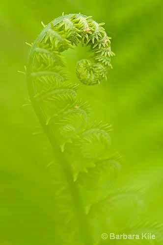 Fiddle Head Fern