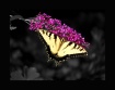 Desaturation Expe...