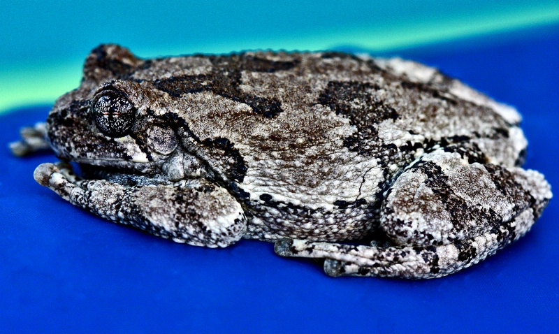 Hyla versicolor AKA North American tree frog