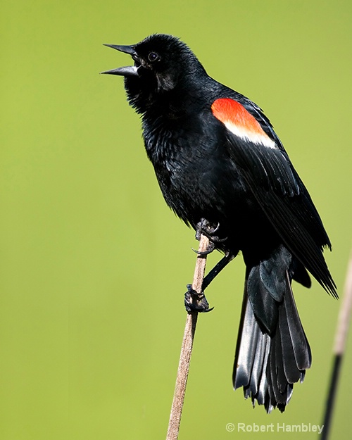 Red Wing Blackbird - ID: 6664108 © Robert Hambley