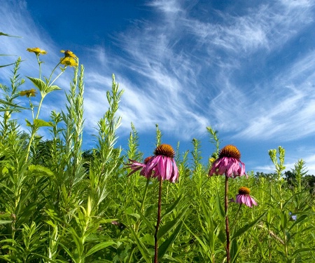 Reach for the Sky