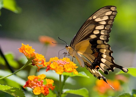 Swallowtail in Sunlight