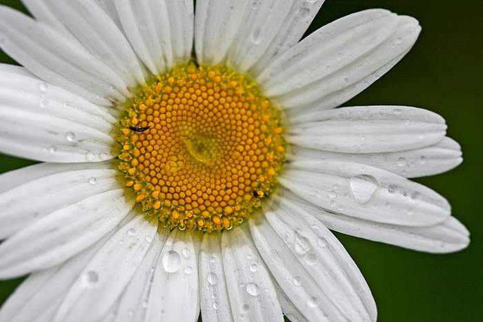 Rainy Daisy