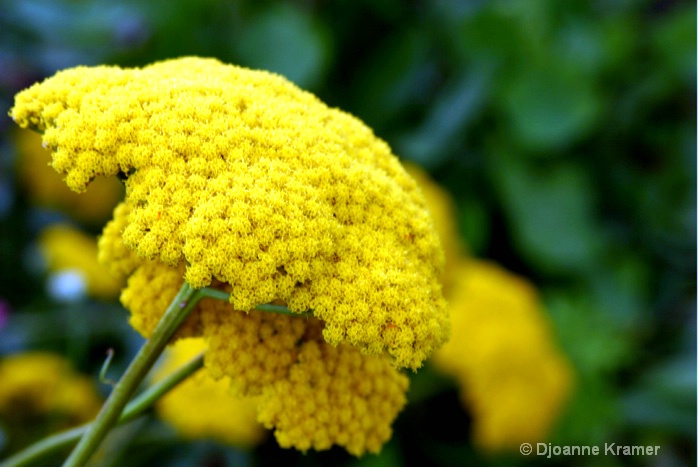 Yellow Yarrow