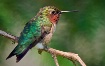 Ruby Throated Hum...