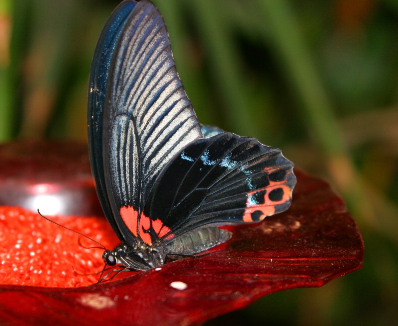 kaylins butterfly