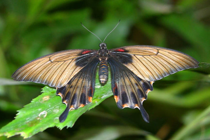 laurens butterfly
