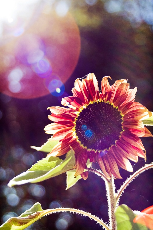 sun-kissed sun-flower