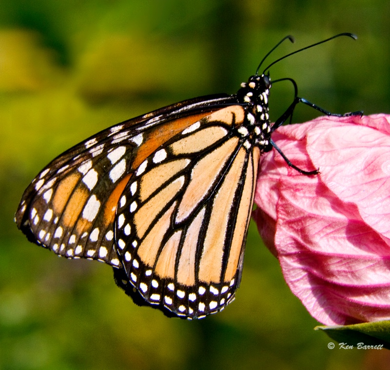 Monark Butterfly-1