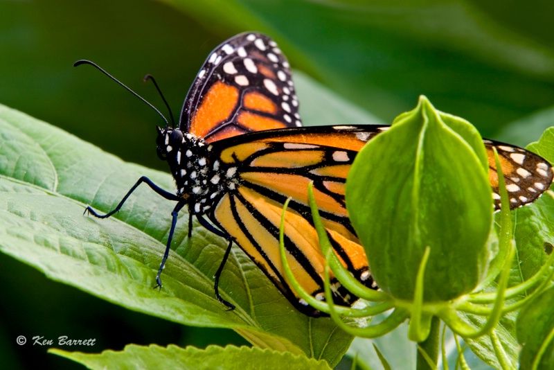 Monark Butterfly-3