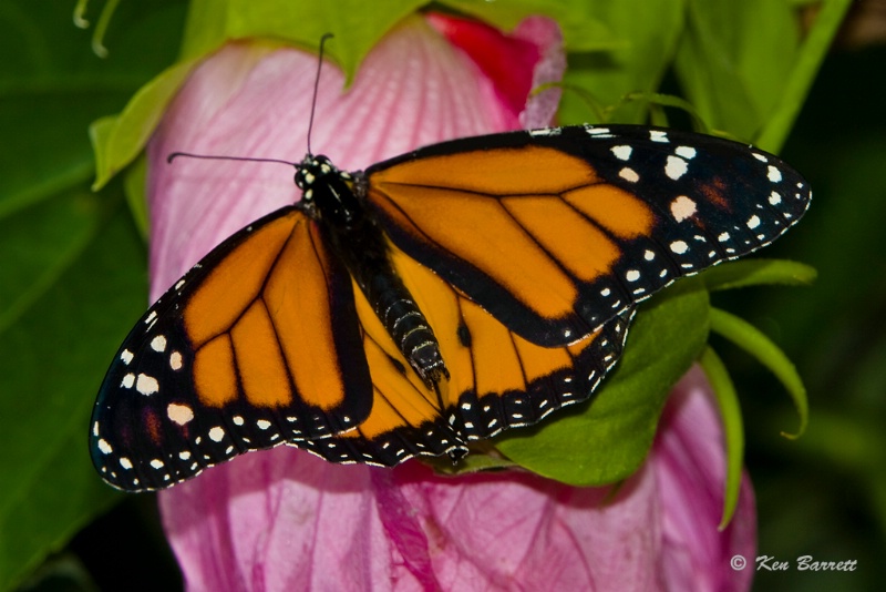 Monark Butterfly-5