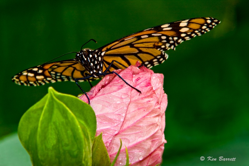 Monark Butterfly-4