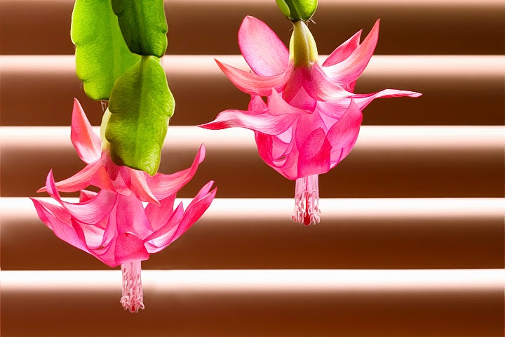 Cactus Flowers