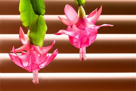 Cactus Flowers