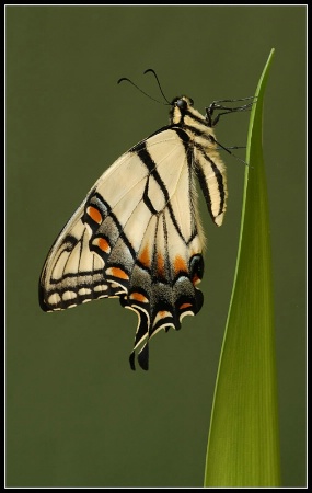 Eastern Tiger Swallowtail