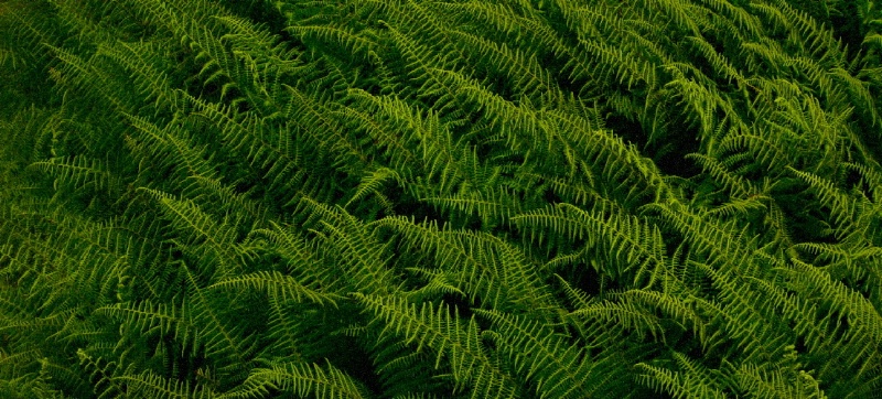 As the World Ferns