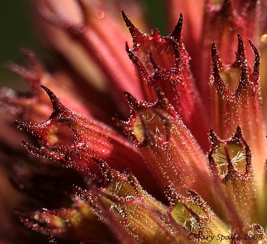 MONARDA  FLOWER