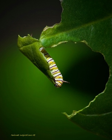 Baby Monarch Caterpillar