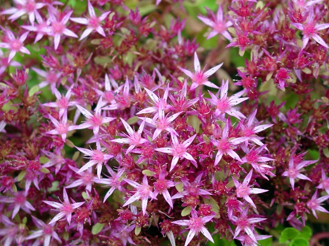 Pretty Pink Stars