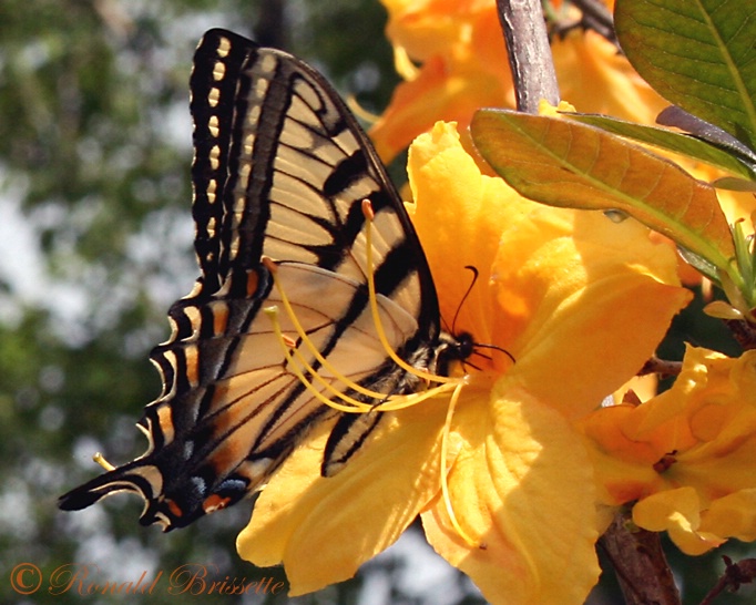 The glow of the flower paints the butterfly