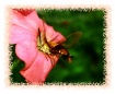 Humming Bee....