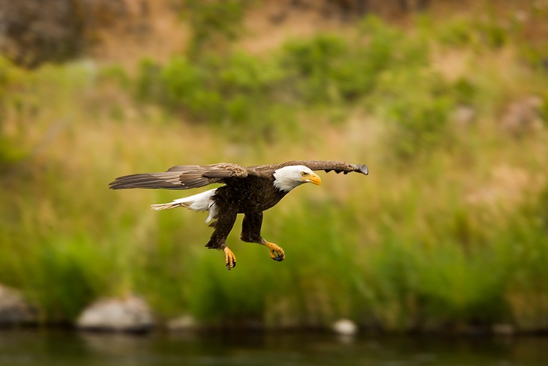 Bald Eagle Trout Fishing on Deschutes River - ID: 6682467 © John Tubbs