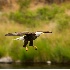 2Bald Eagle Trout Fishing on Deschutes River - ID: 6682467 © John Tubbs
