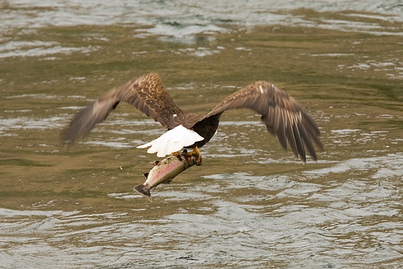 Bald Eagle with Rainbow Trout - ID: 6682484 © John Tubbs