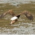 2Bald Eagle with Rainbow Trout - ID: 6682484 © John Tubbs