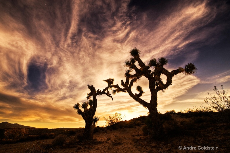 Joshua Trees at Sunset