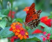 Colors of Summer