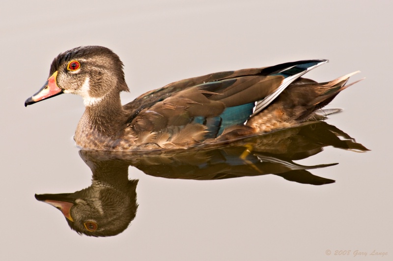 Juvenile male Wood duck