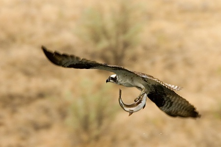 Osprey with Trout - # 3