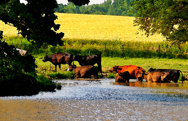 Cattle in lake