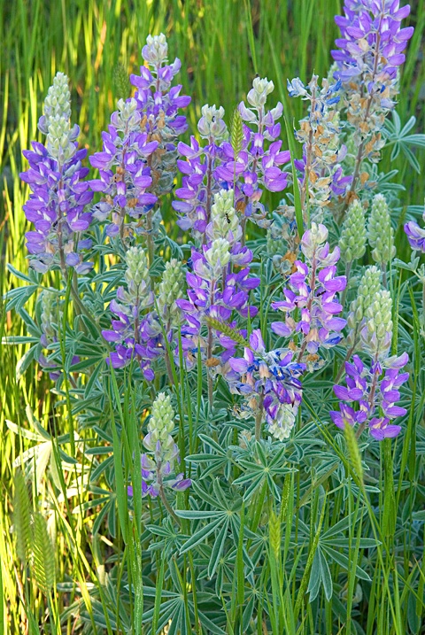 Lupine - ID: 6690897 © Donald R. Curry