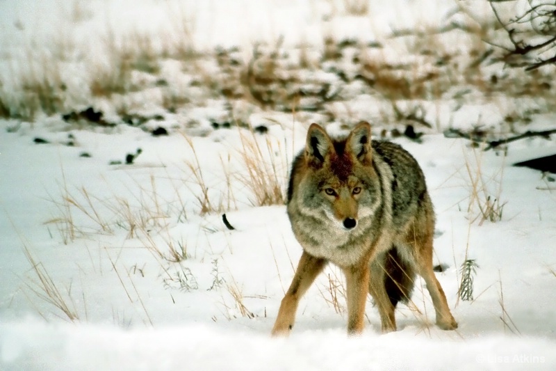 Coyote in Arizona Snow Bowl     I-92-35