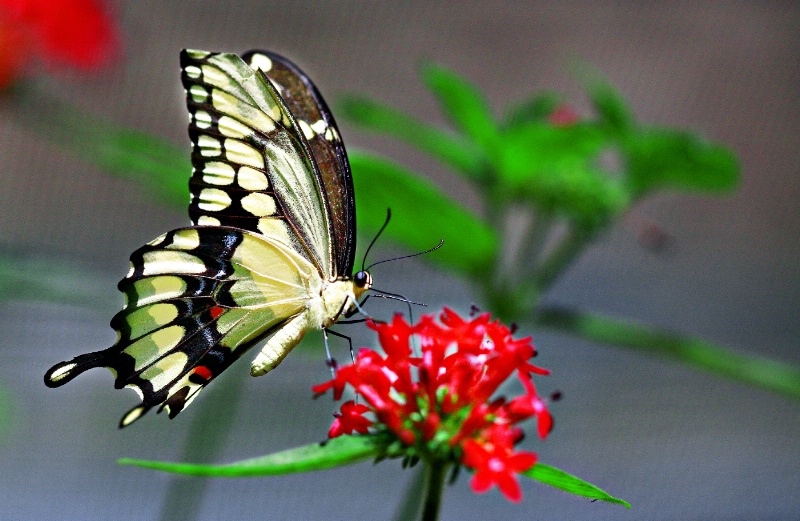 Butterfly Kisses